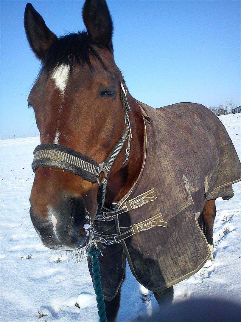 Dansk Varmblod Chivas billede 4