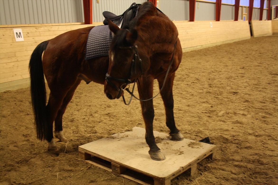 Dansk Varmblod Chivas - DYGTIG hest :P<3 billede 5