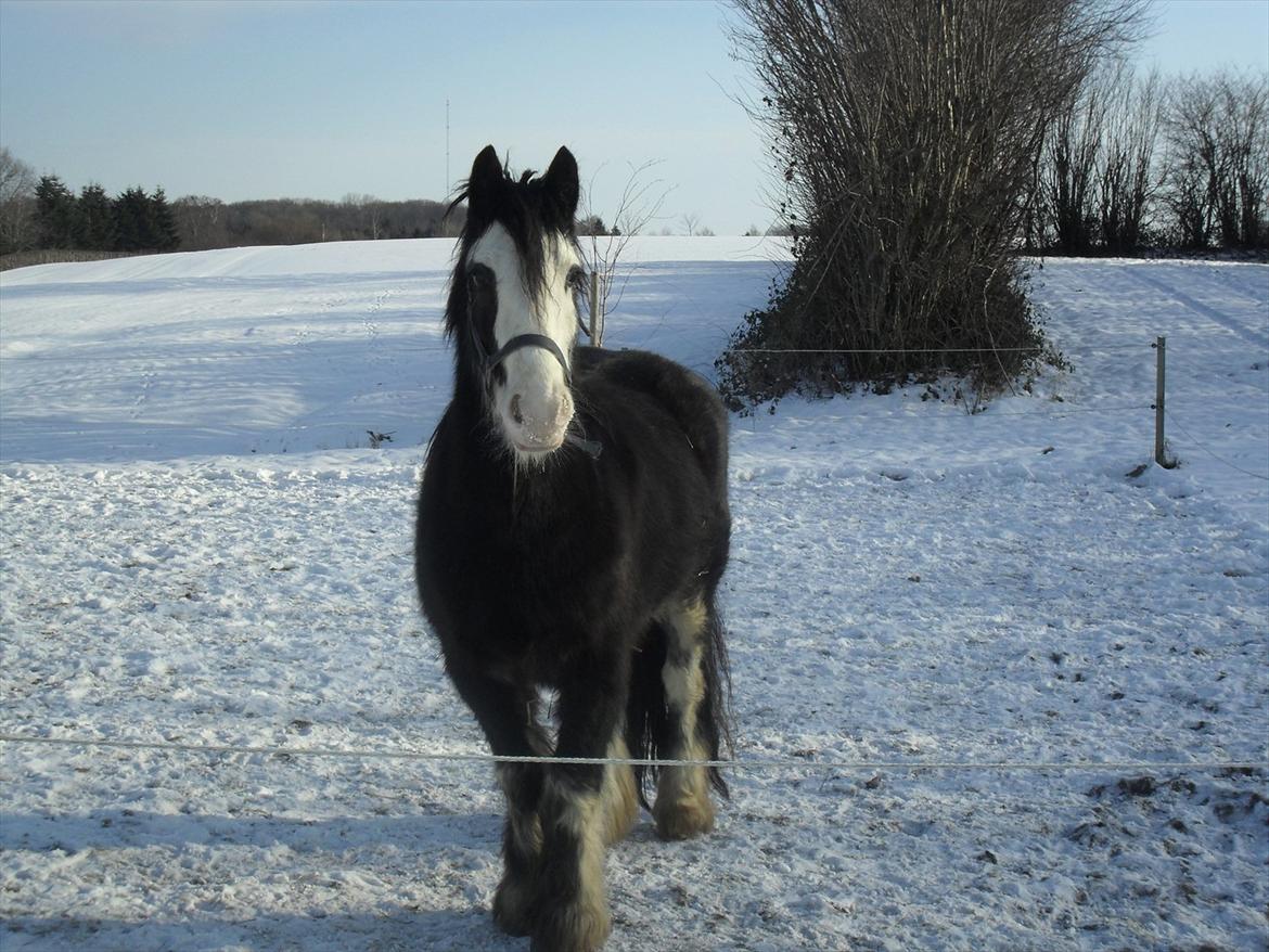 Irish Cob Næbbet´s Baldrian - Smukke Baldrian. billede 15