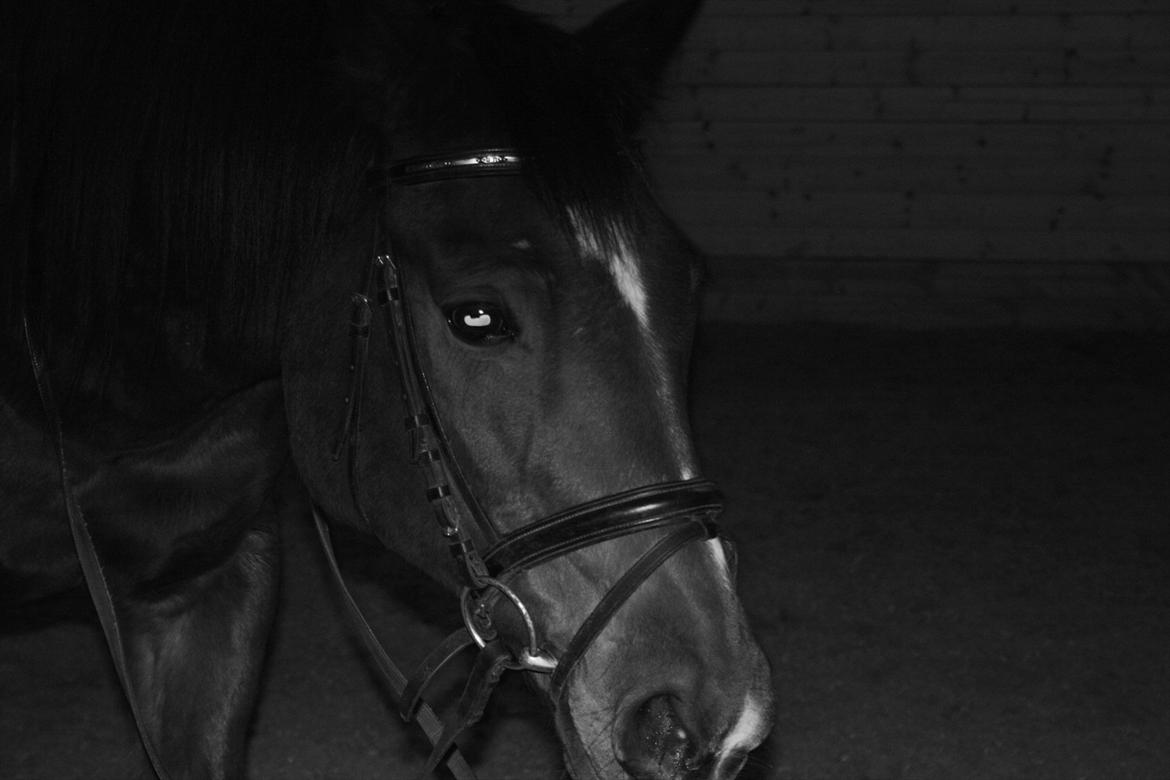 Dansk Varmblod Chivas billede 6