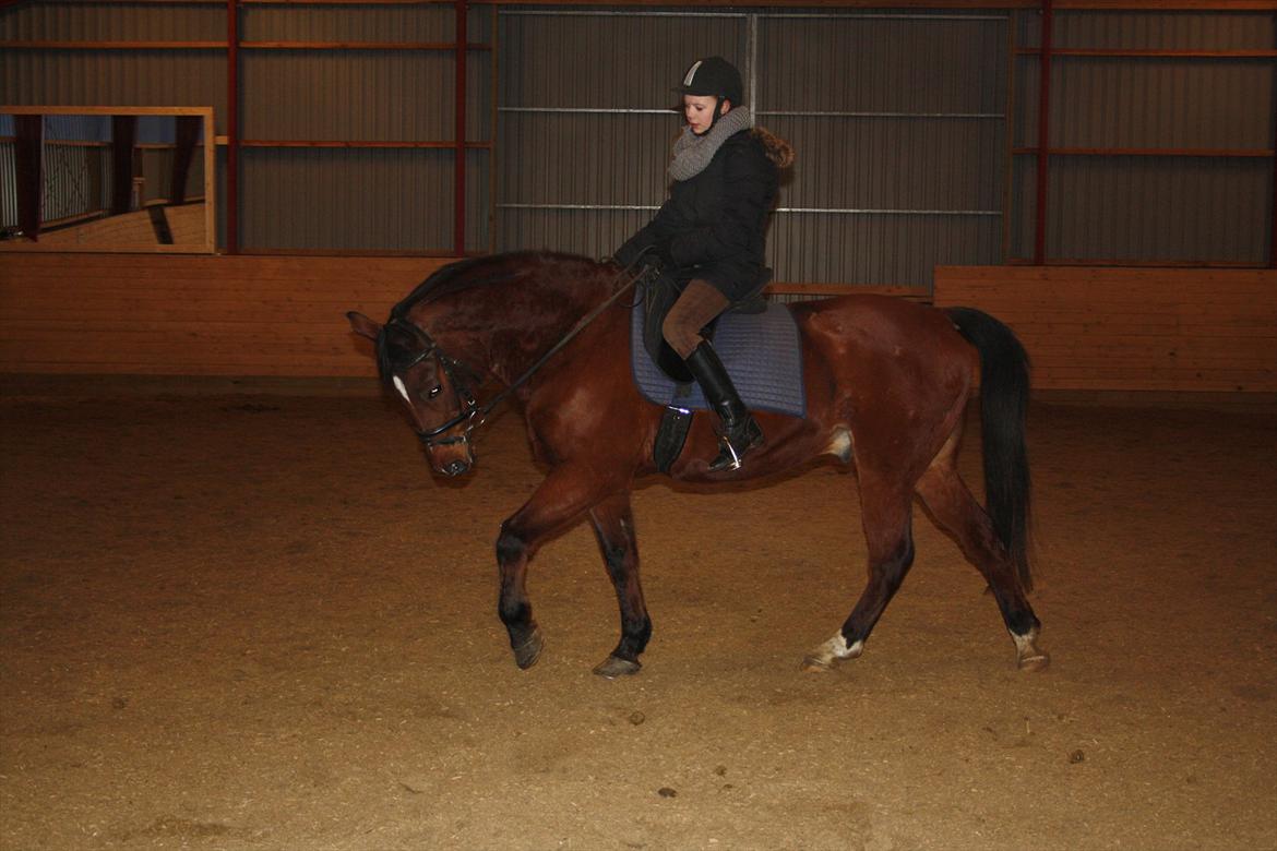 Dansk Varmblod Chivas billede 7