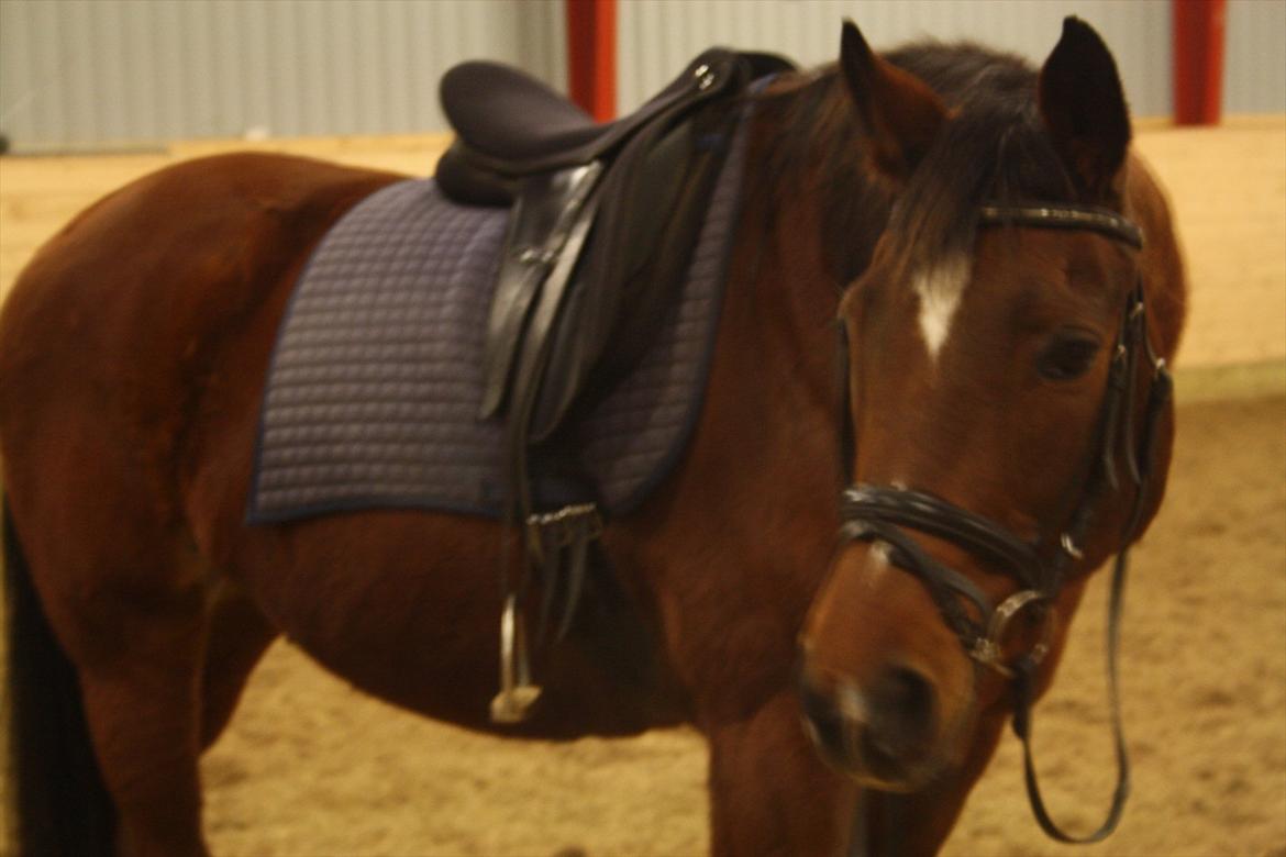 Dansk Varmblod Chivas billede 8