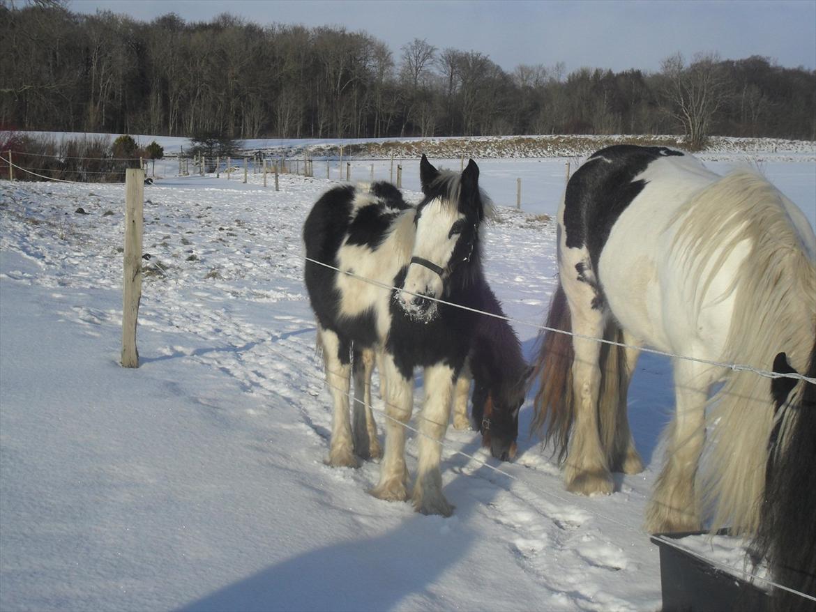 Irish Cob Zoe of Romany Vanner - Feb. 2012 billede 11