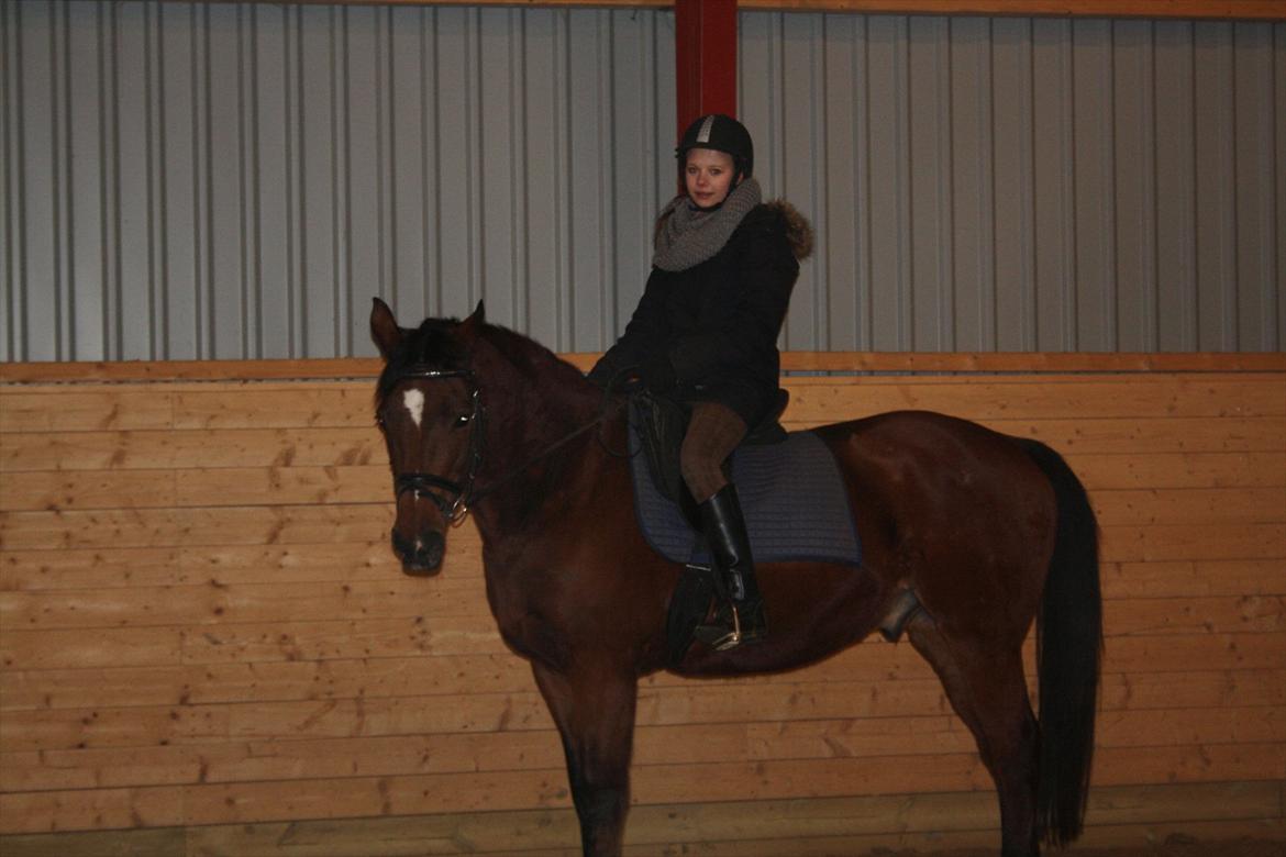 Dansk Varmblod Chivas billede 9