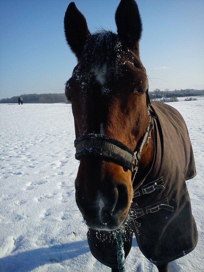 Dansk Varmblod Chivas - SNEEE!<3 billede 10
