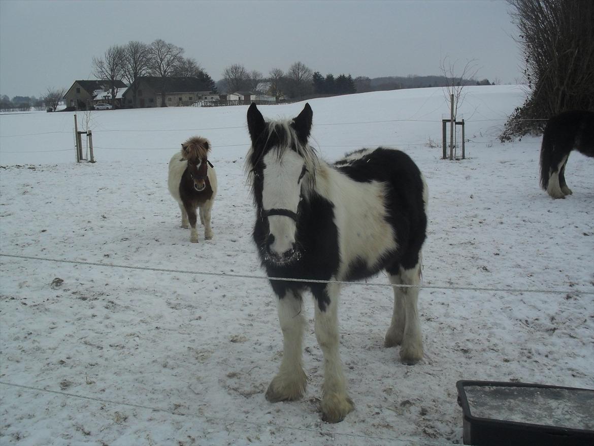 Irish Cob Zoe of Romany Vanner billede 2