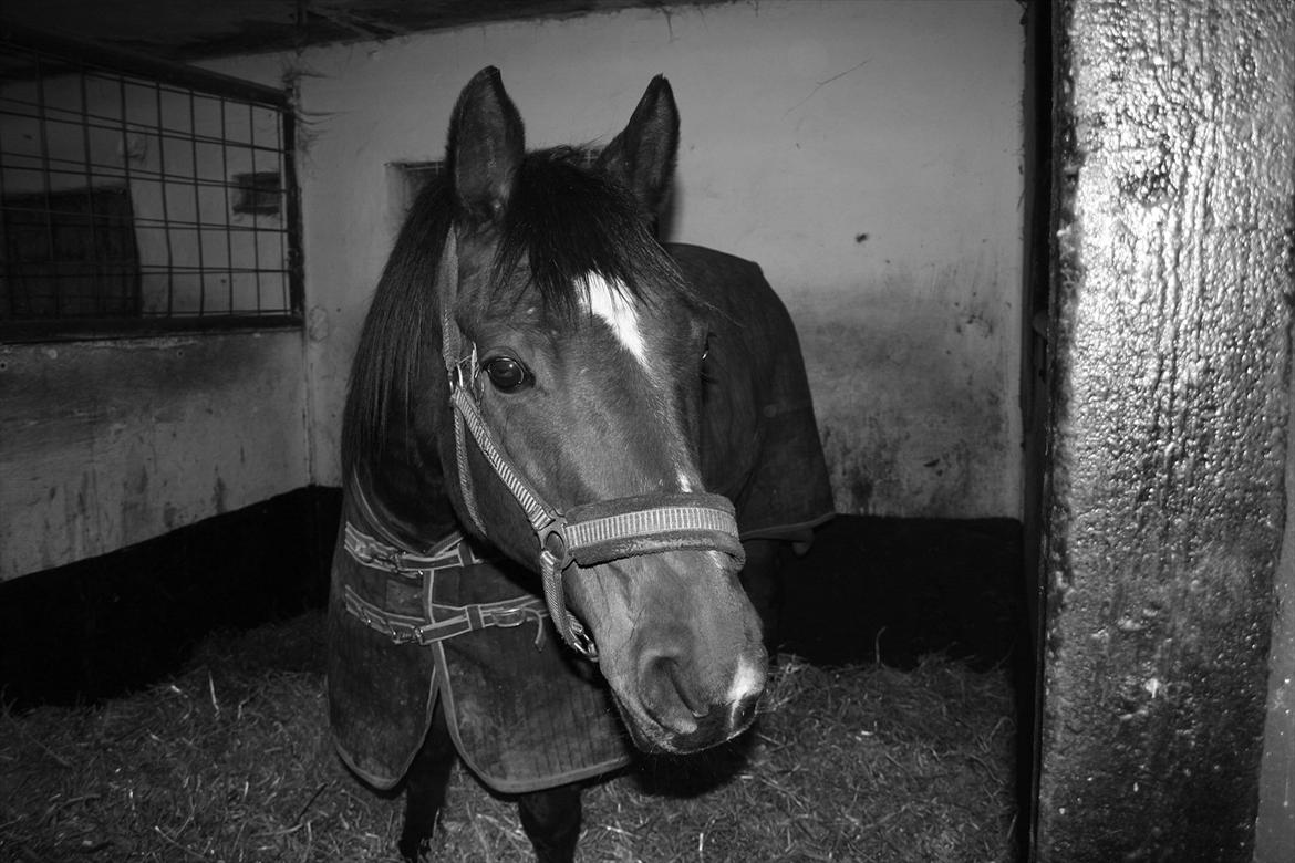 Dansk Varmblod Chivas billede 11