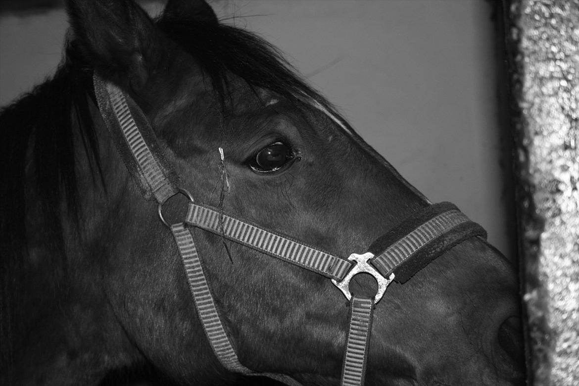 Dansk Varmblod Chivas billede 12