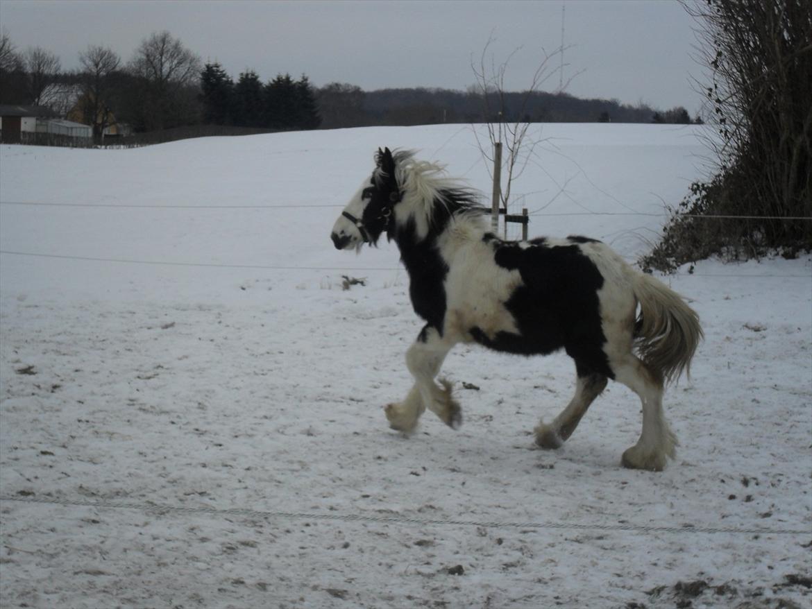 Irish Cob Zoe of Romany Vanner - Feb.2012 billede 13