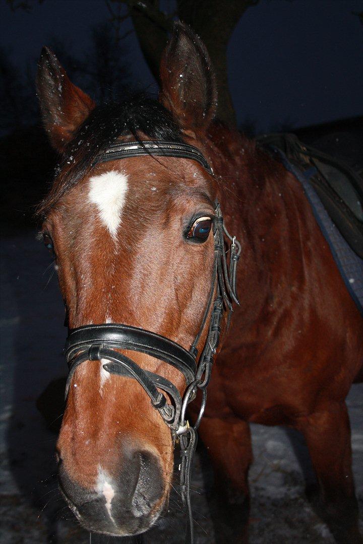 Dansk Varmblod Chivas billede 13