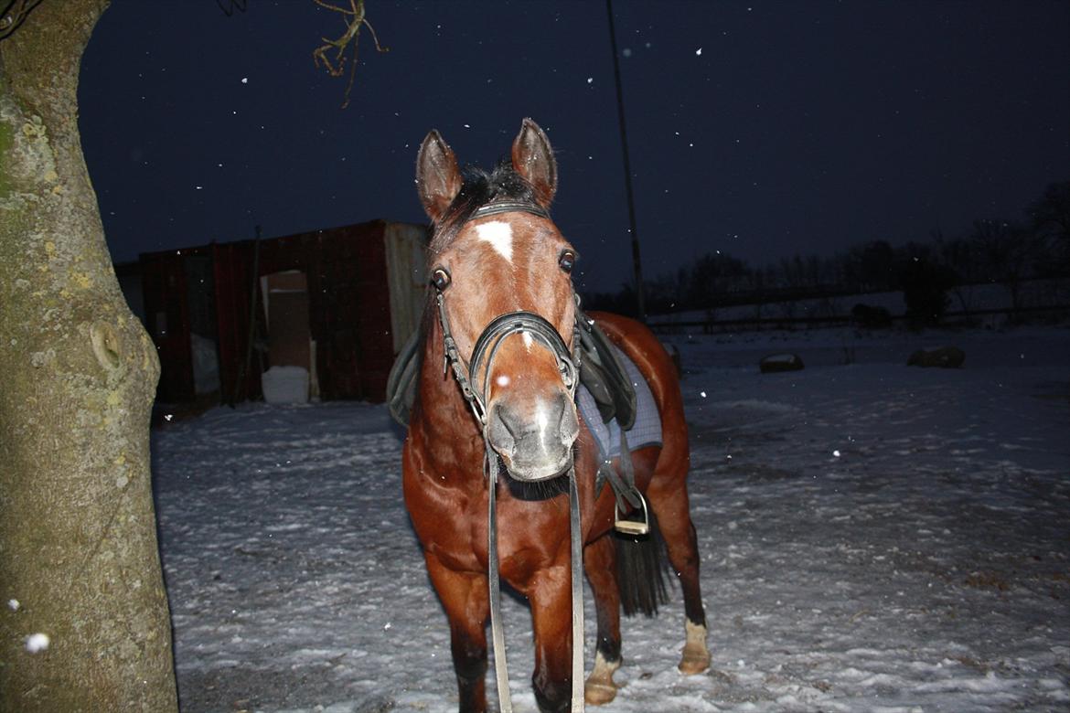 Dansk Varmblod Chivas - Skør hest ;)<3 billede 14