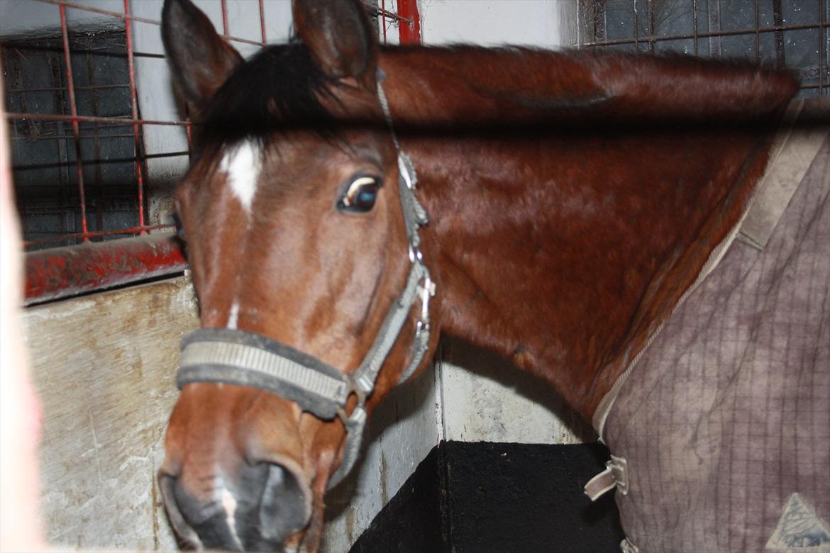 Dansk Varmblod Chivas billede 15