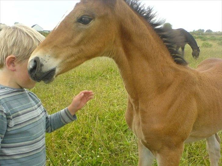 Dansk Varmblod Aloysius - 9-10 timer gammel, min lille bror står og nusser ham. Som lille bidte føllebasse. :) billede 5