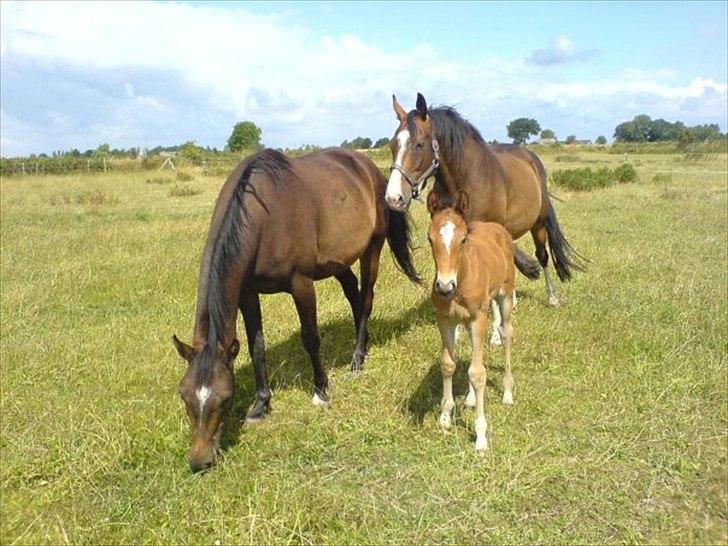 Dansk Varmblod Aloysius - Lille bidte føllebølle, jeg kan bare ikke fadte han har været så lille :)  billede 6