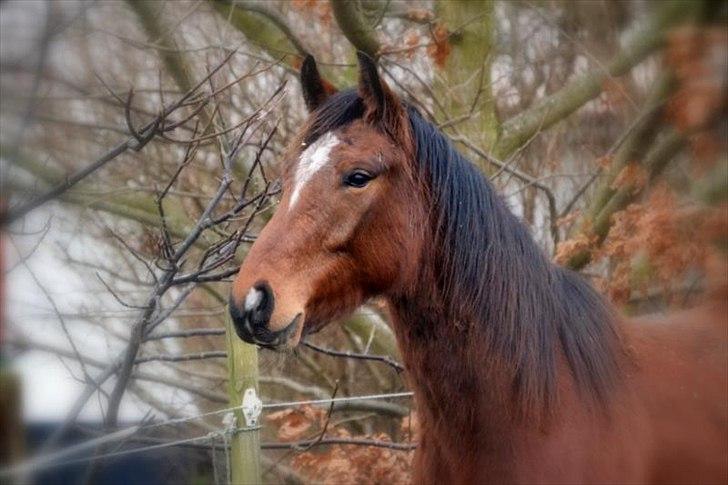 Dansk Varmblod Aloysius - Smuk er ,man jo billede 7