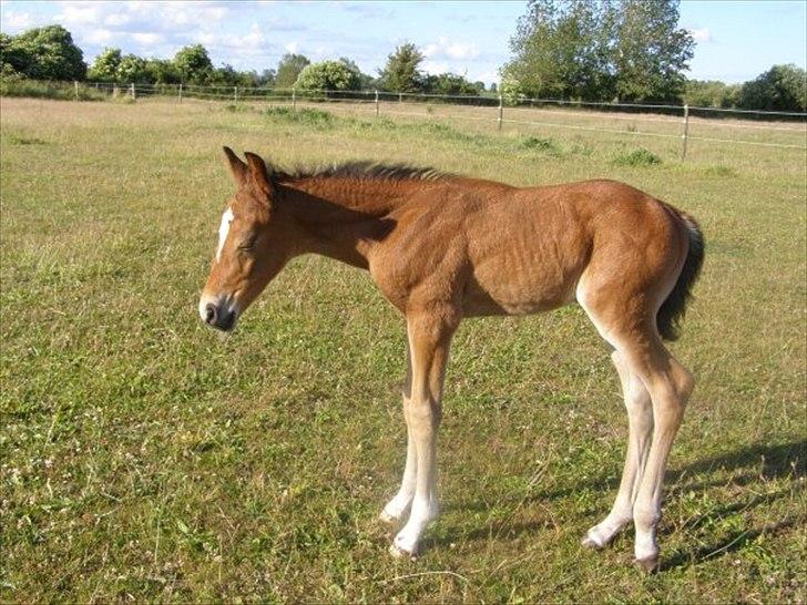 Dansk Varmblod Aloysius - 5-6 timer gammel er han der :) billede 8