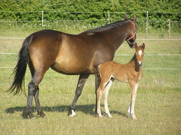 Dansk Varmblod Aloysius - står og ser lidt godt ud sammen med sin mor. billede 9