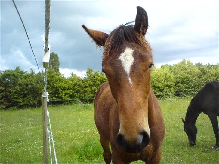 Dansk Varmblod Aloysius - Har du noget der kan spises, ti hi. :)  billede 10