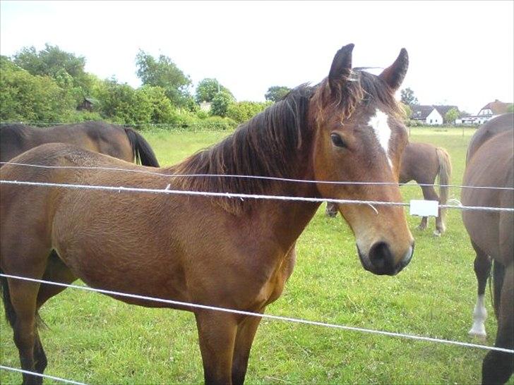Dansk Varmblod Aloysius billede 11