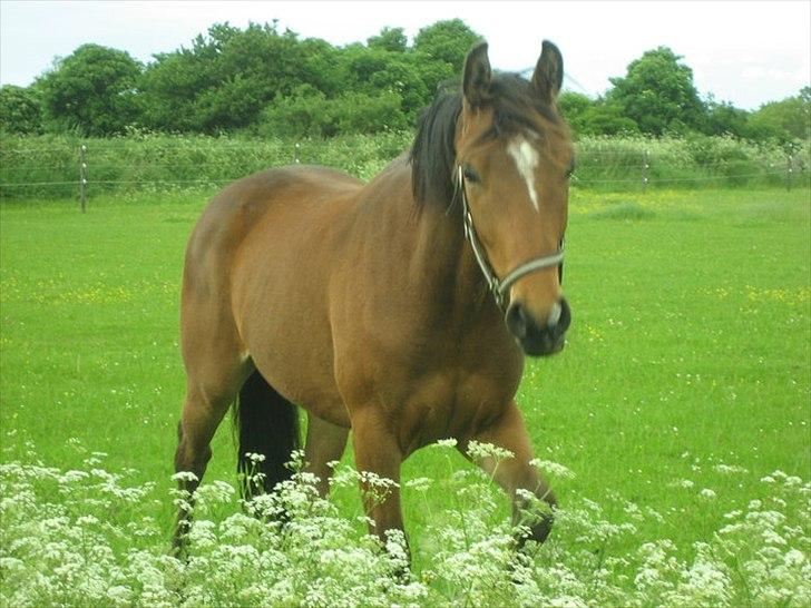 Dansk Varmblod Aloysius billede 12