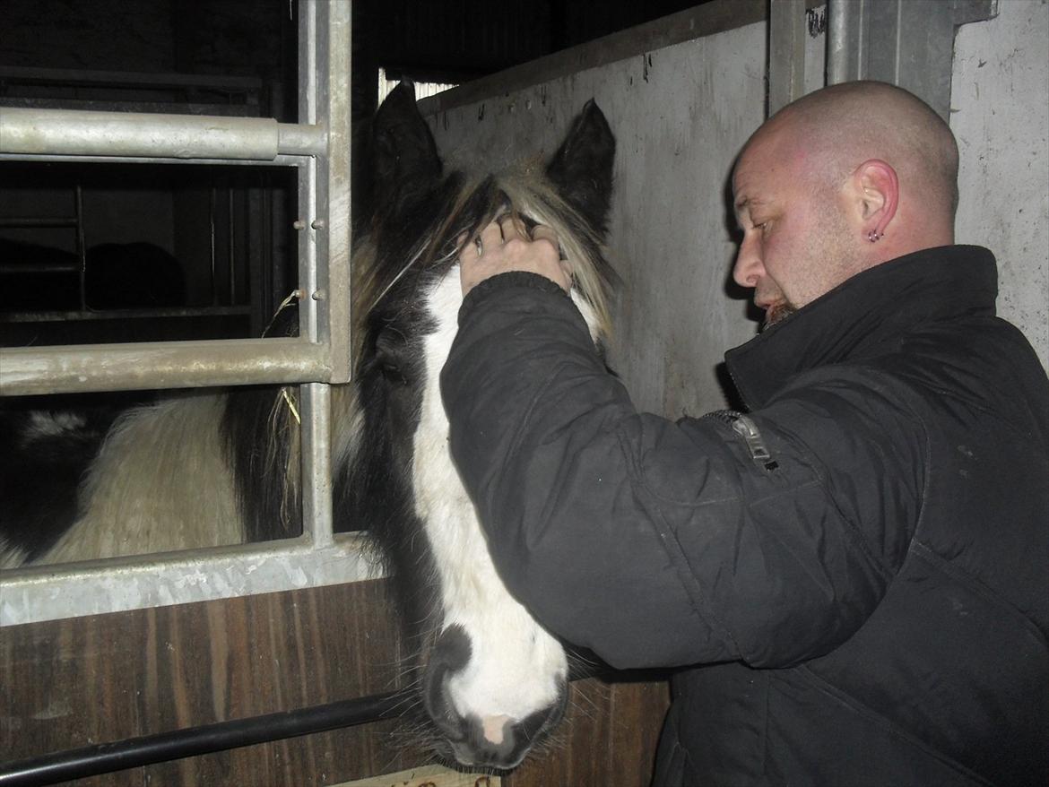 Irish Cob Zoe of Romany Vanner - Zoe elsker at blive nusset :) billede 15