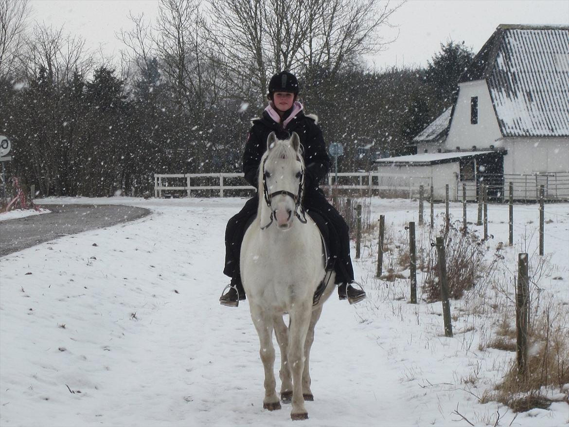 Anden særlig race • William billede 2