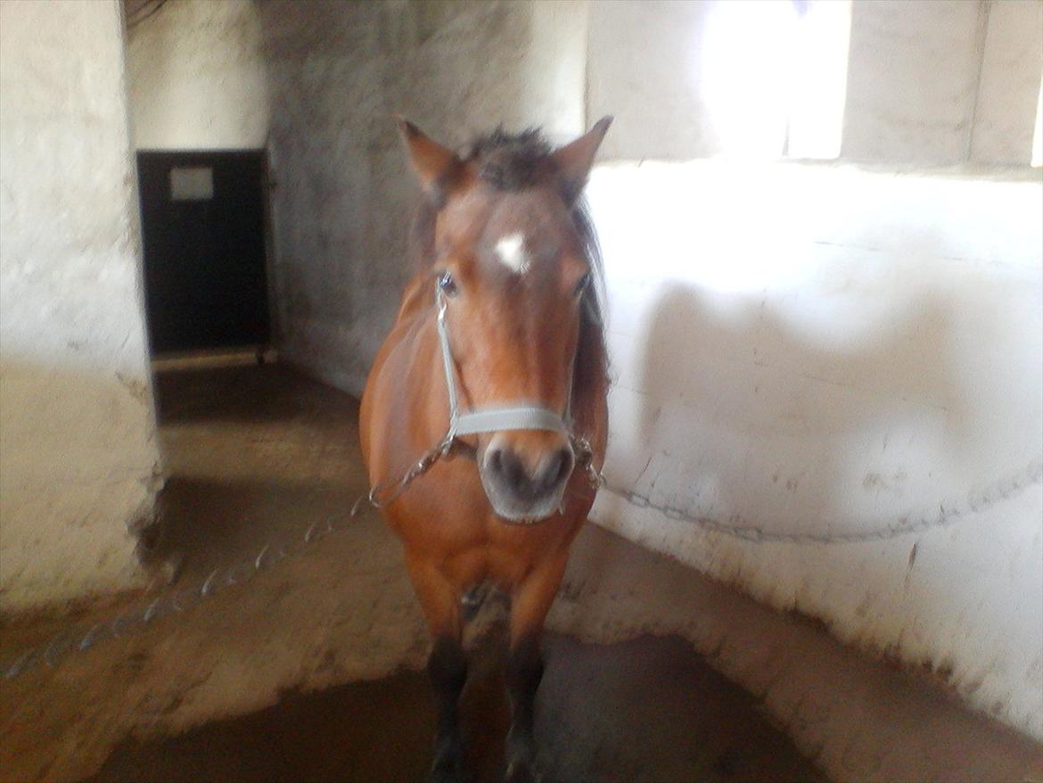 Anden særlig race Sesam  SOLGT billede 20