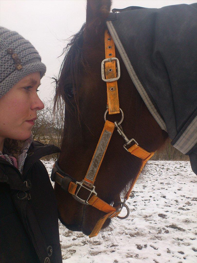 Shagya Araber (SH) Bahebec Takhises *Basse* - *SOLGT* - Du kan ikke tvinge en hest til at elske dig. Kærlighed kommer med tillid, tillid kommer med tålmodighed. Gør dig selv den tjeneste at have tålmodighed og du får en ven for livet.  billede 7