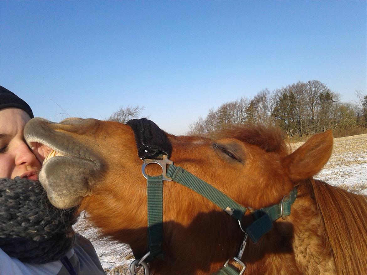 Shetlænder /Islænder Rasmus Klump. billede 20