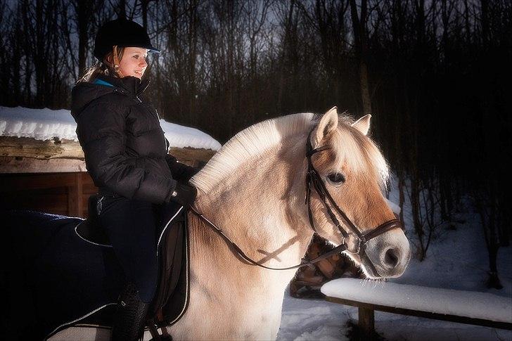 Fjordhest Lucas Kaptain(SOLGT) - Fotosenssion! billede 19
