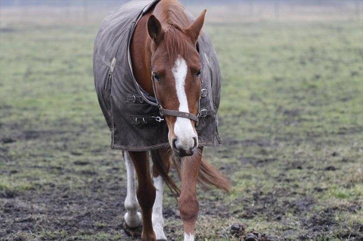 Anden særlig race Aros »Stjernen! - Du gør mig glad. selvom du er allerhelveds stædig, så er du fantastisk på din måde! billede 18