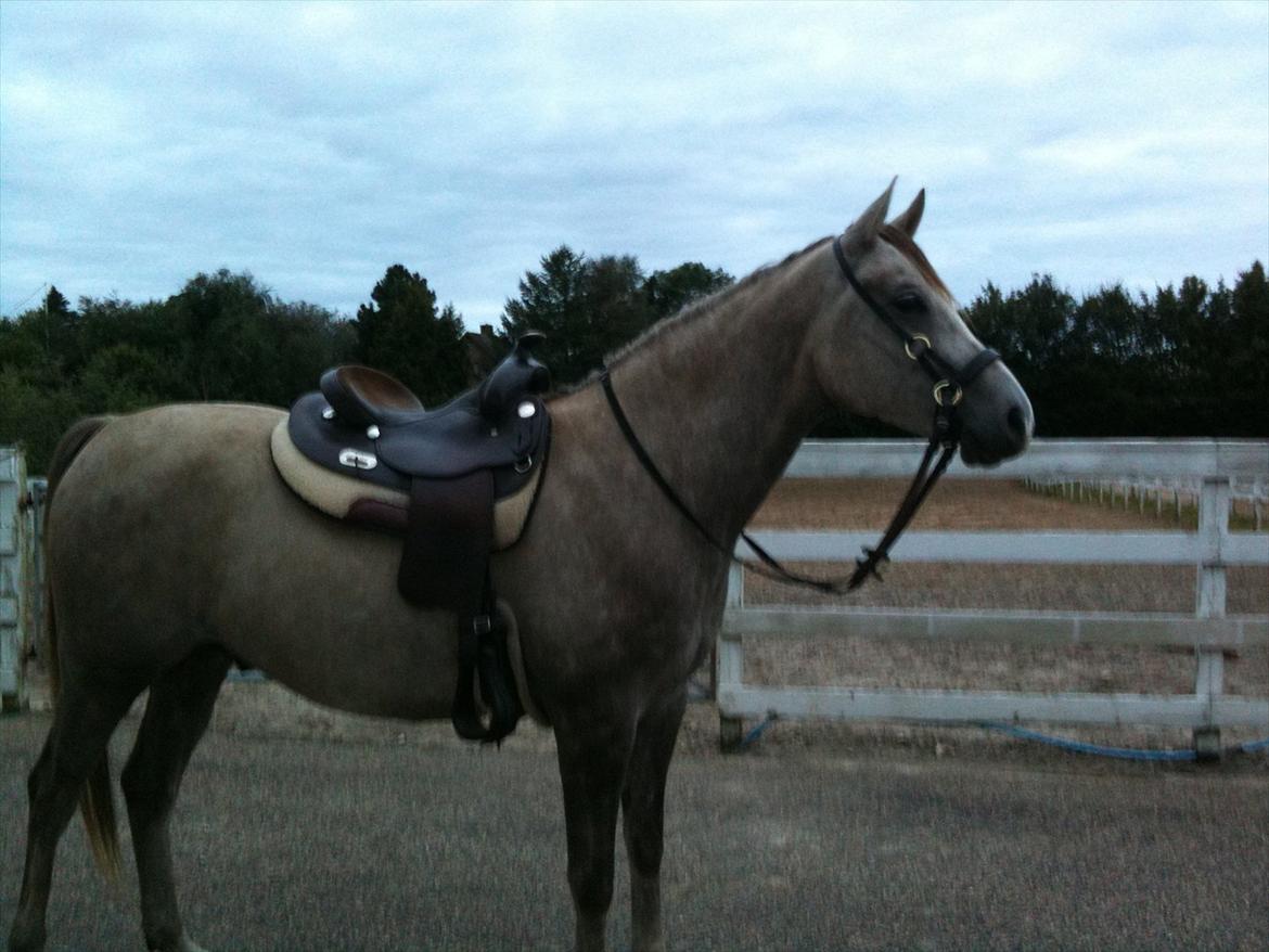 Arabisk fuldblod (OX) Redondo <3 billede 3