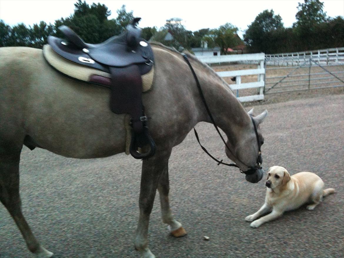 Arabisk fuldblod (OX) Redondo <3 - Redondo og Shila billede 1