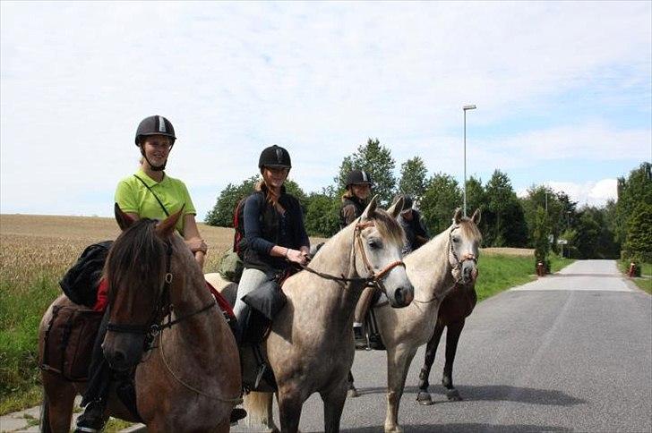 Arabisk fuldblod (OX) Redondo <3 - Redondo og jeg i midten! :) billede 2