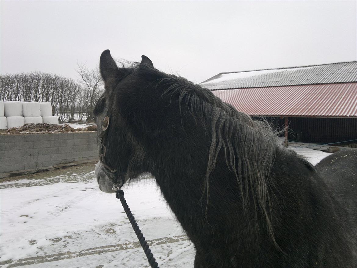 DSP Optimus -Solgt- - En uopmærksom Opti billede 1