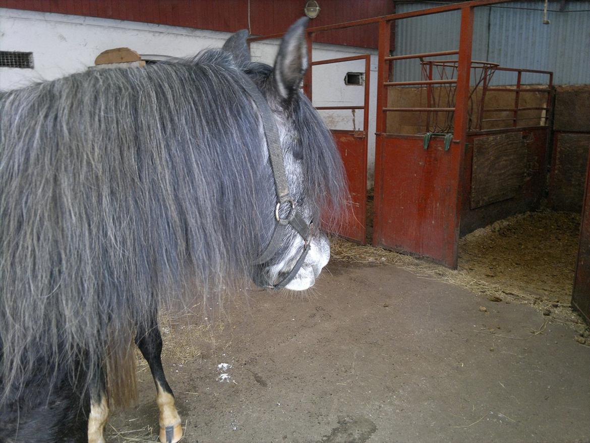 DSP Optimus -Solgt- billede 2