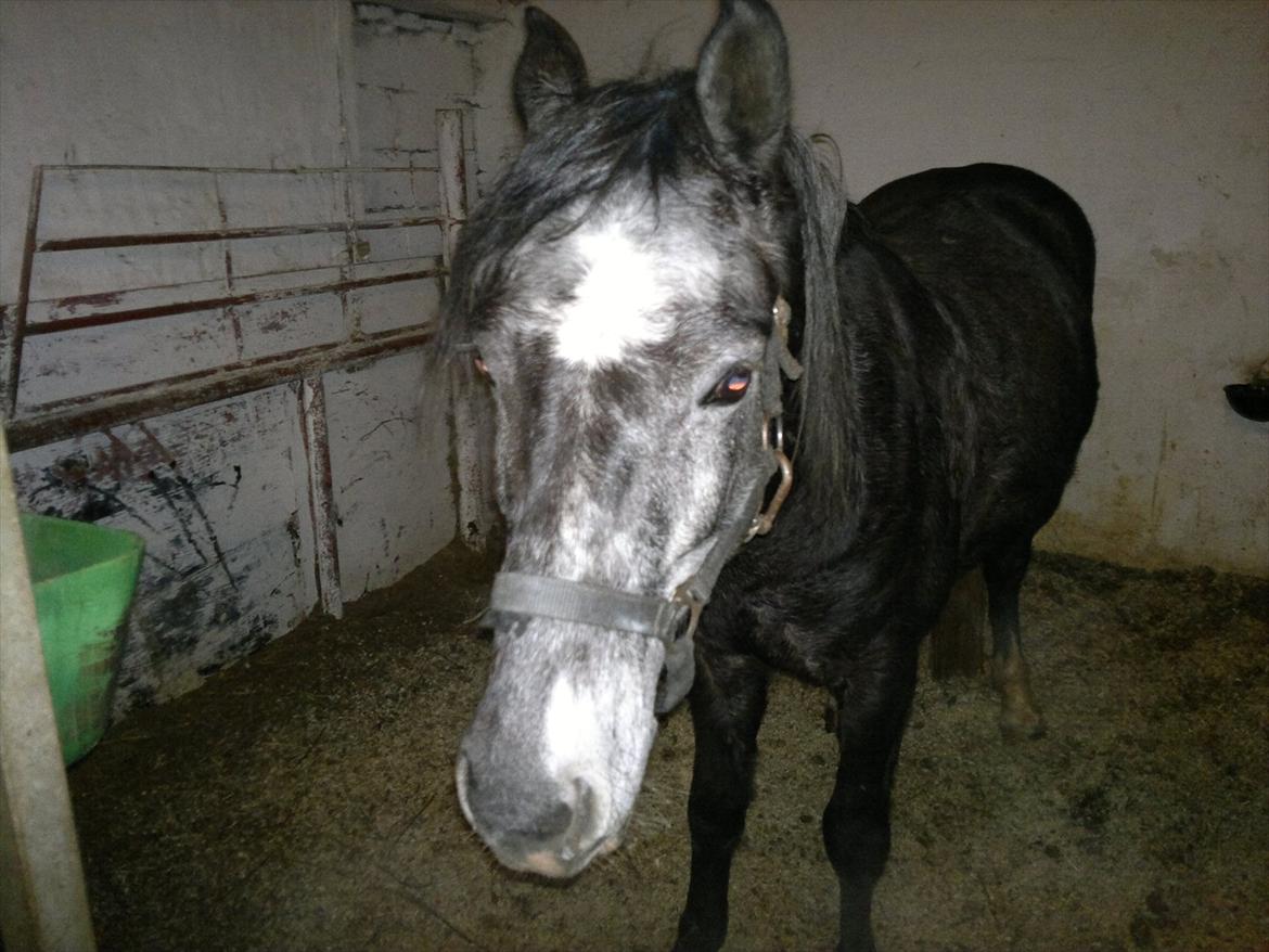 DSP Optimus -Solgt- billede 3