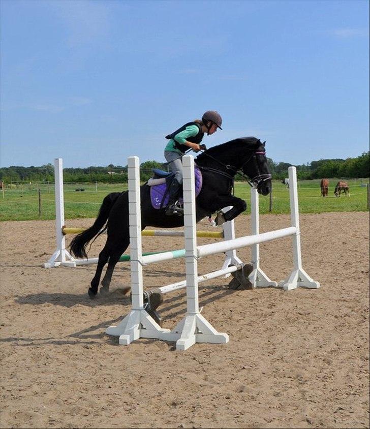 Anden særlig race Toxic Daisy <3 (SOLGT) - Er på ridelejer ved sonny og springer LBpå hende.
 billede 6
