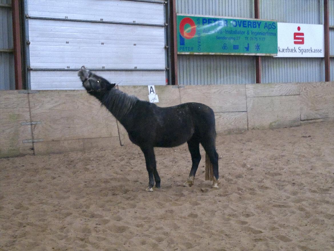 DSP Optimus -Solgt- billede 4