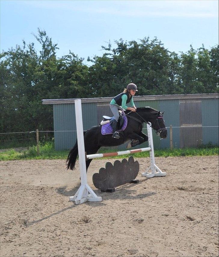 Anden særlig race Toxic Daisy <3 (SOLGT) - Er på ridelejer ved sonny og springer LBpå hende.
 billede 7