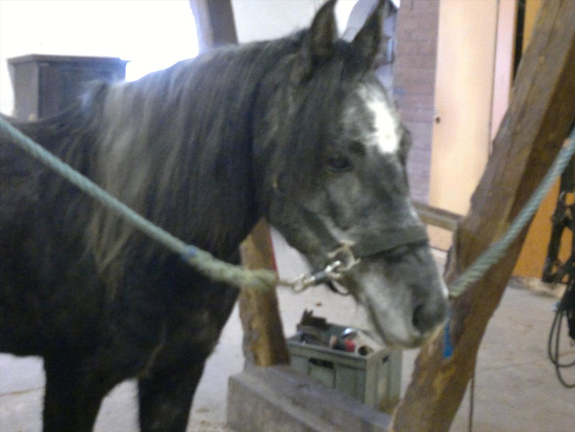 DSP Optimus -Solgt- billede 5