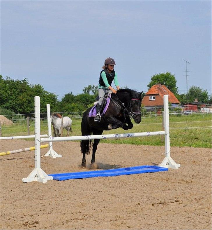 Anden særlig race Toxic Daisy <3 (SOLGT) - Er på ridelejer ved sonny jeg springer for første gang LA og vand på hende.
 billede 8