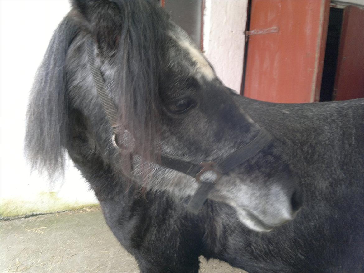 DSP Optimus -Solgt- billede 6