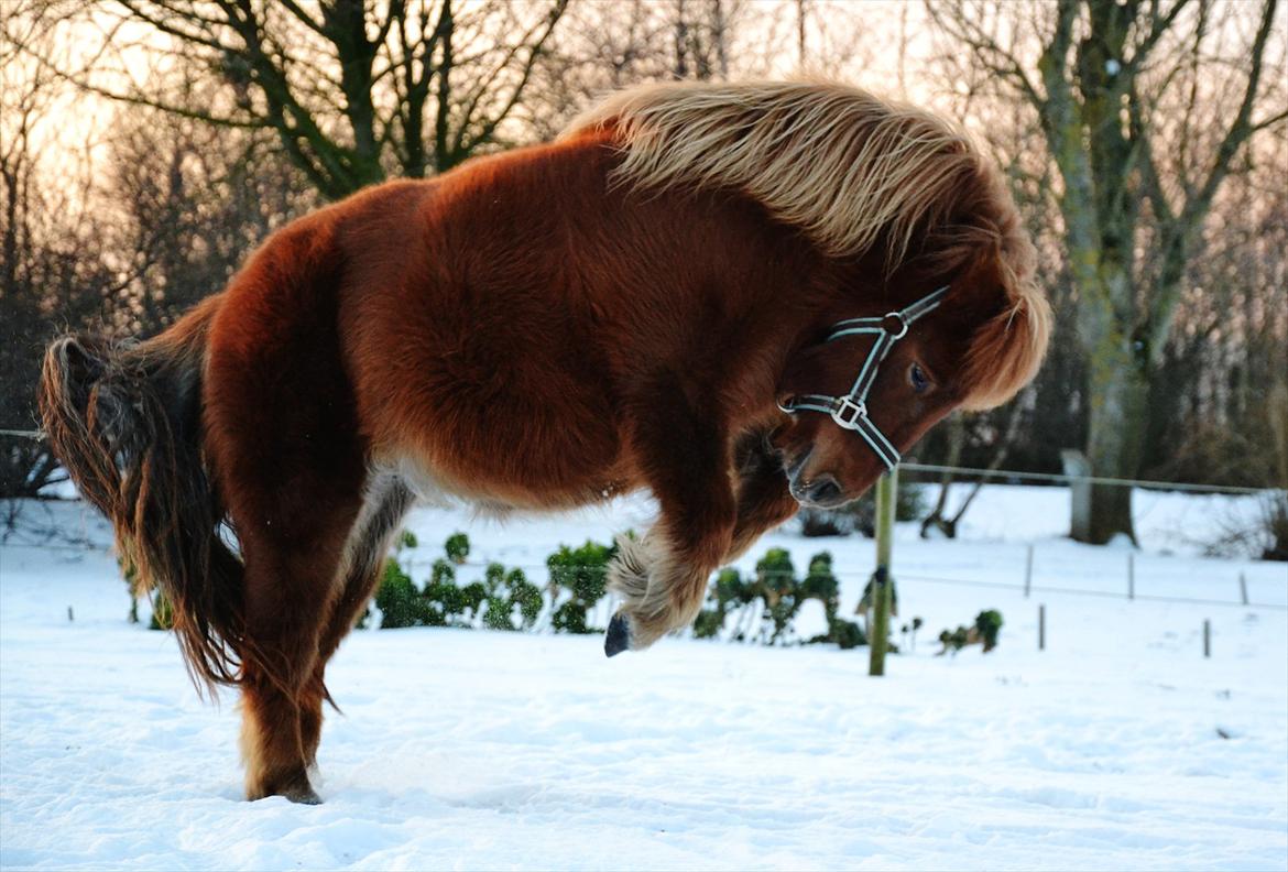 Shetlænder Tøttrups Lippa - The greatest thing you'll ever learn 
Is to love and be loved in return. 

Min lille prinsesse. ♥
Februar 2012. Foto: mig selv. billede 1