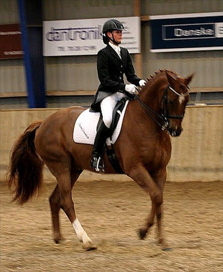 Dansk Varmblod Schnell's Day Dream - SOLGT! - Day Dream og jeg, MB2-debut, 64,48% billede 10