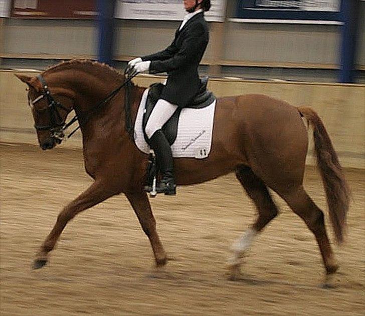 Dansk Varmblod Schnell's Day Dream - SOLGT! - Day Dream og jeg, MB2-debut, 64,48% billede 11