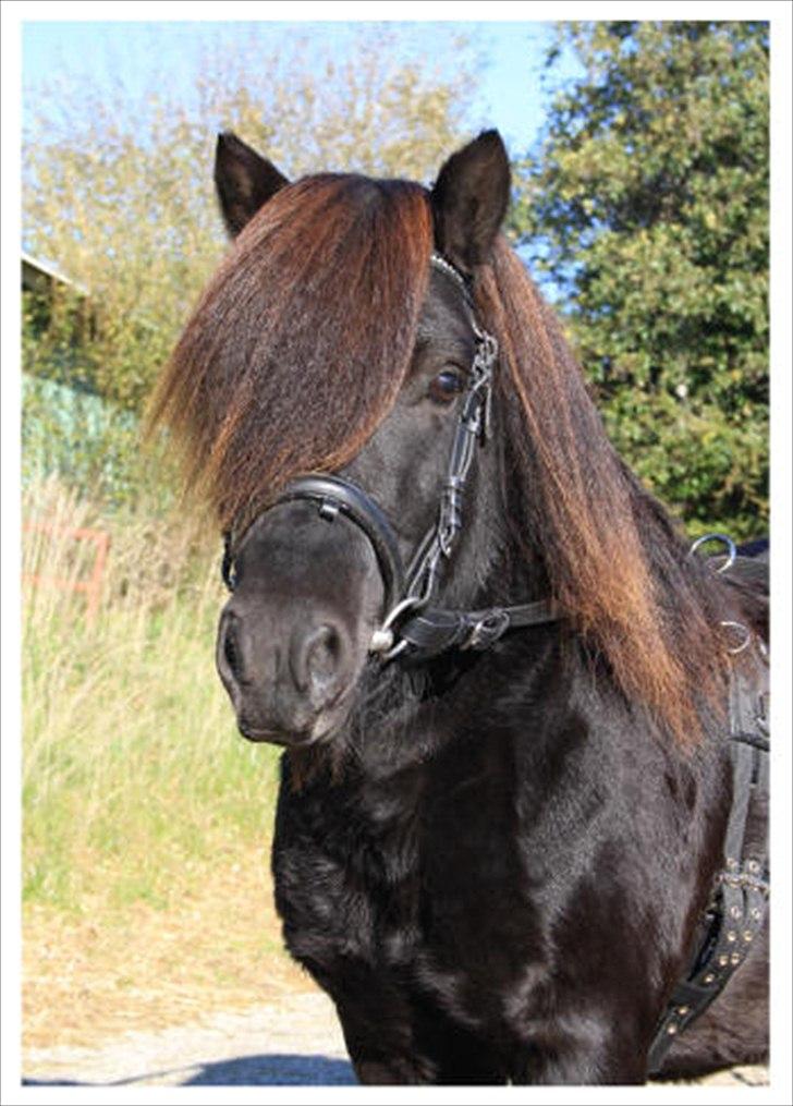 Shetlænder Ellinges Argo - Min smukke sorte diamant <3 billede 1