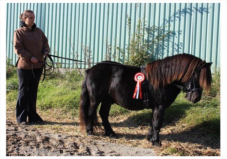 Shetlænder Ellinges Argo - Argo efter en veloverstået materialprøve 2011 billede 2