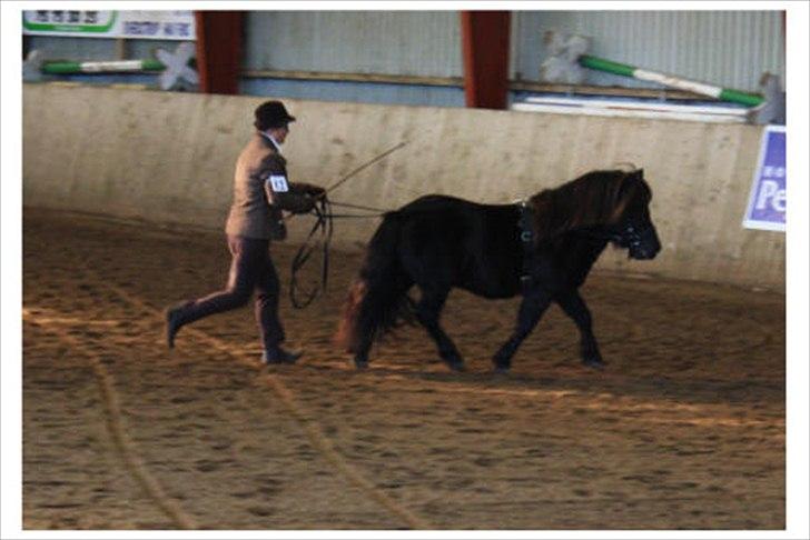 Shetlænder Ellinges Argo - Argo under hans materialprøve 2011, fremvist af Louise Skovmose billede 3
