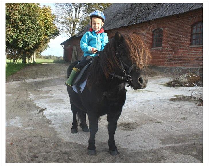 Shetlænder Ellinges Argo - Argo som ridepony for min søn på 3 år, 2011 billede 4